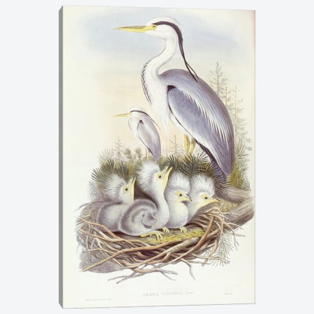 Grey heron , Engraving by John Gould Canvas Print #BMN10721} by John Gould Canvas Art