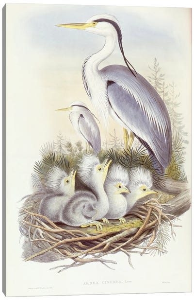 Grey heron , Engraving by John Gould Canvas Art Print
