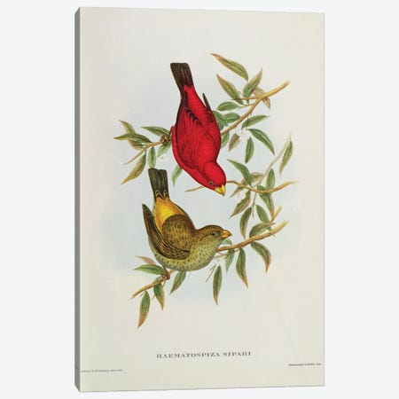 Haematospiza Sipahi, illustration from 'Birds of Asia', Vol. I, Parts I-VI,by John Gould, 1850-54  Canvas Print #BMN10722} by John Gould Canvas Art