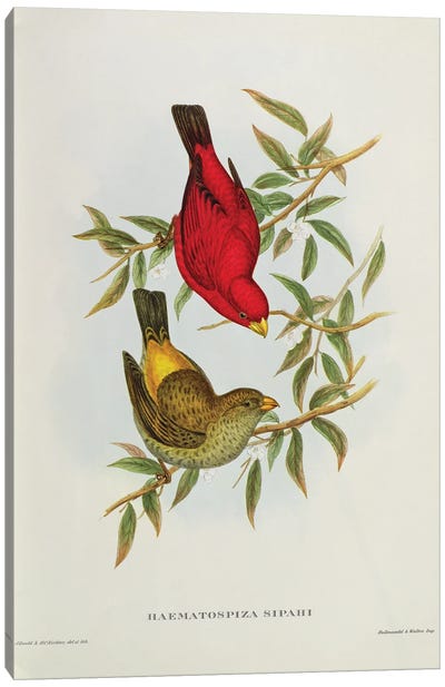 Haematospiza Sipahi, illustration from 'Birds of Asia', Vol. I, Parts I-VI,by John Gould, 1850-54  Canvas Art Print
