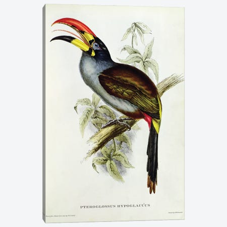 Pteroglossus Hypoglaucus from 'Tropical Birds' Canvas Print #BMN10723} by John Gould Canvas Art