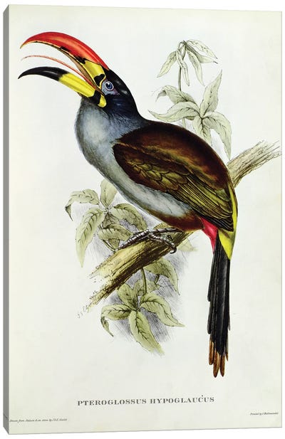 Pteroglossus Hypoglaucus from 'Tropical Birds' Canvas Art Print