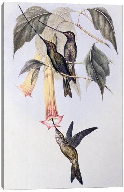 Sword-billed Humming Bird , 1849 illustration for A Monograph of the Trochilidae or Hummingbirds, by John Gould  Canvas Art Print