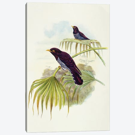 Violet cuckoo , Engraving by John Gould Canvas Print #BMN10725} by John Gould Canvas Print