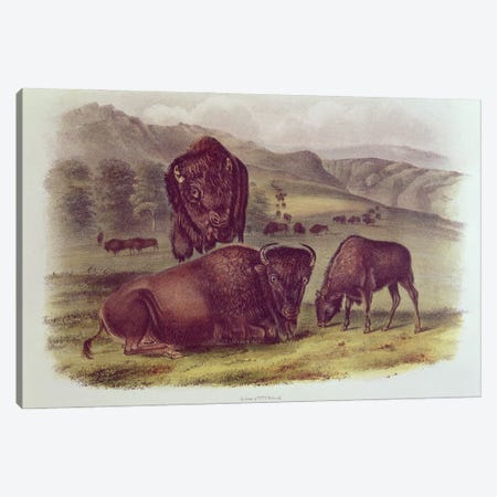 American Bison or Buffalo, from 'Quadrupeds of North America', 1842-45  Canvas Print #BMN10733} by John James Audubon Art Print