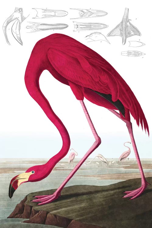 American Flamingo, Phoenicopterus Ruber, from "The Birds of America" by John J. Audubon, pub. 1827-38  by John James Audubon wall art