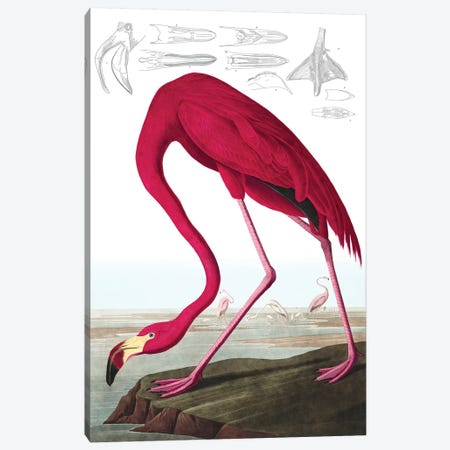 American Flamingo, Phoenicopterus Ruber, from "The Birds of America" by John J. Audubon, pub. 1827-38  Canvas Print #BMN10734} by John James Audubon Canvas Wall Art