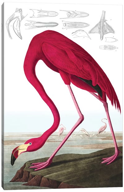 American Flamingo, Phoenicopterus Ruber, from "The Birds of America" by John J. Audubon, pub. 1827-38  Canvas Art Print - Flamingo Art