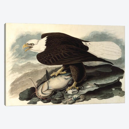 Bald Eagle, 1828  Canvas Print #BMN10735} by John James Audubon Canvas Artwork