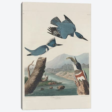 Belted Kingsfisher, 1830  Canvas Print #BMN10736} by John James Audubon Canvas Art
