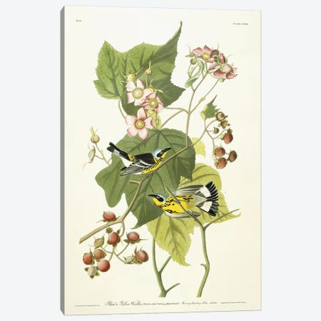 Black and Yellow Warbler and Flowering Raspberry, c.1826-1838  Canvas Print #BMN10737} by John James Audubon Canvas Wall Art