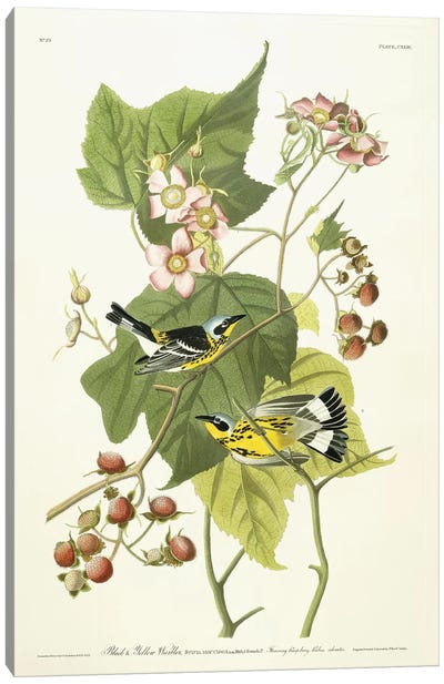 Black and Yellow Warbler and Flowering Raspberry, c.1826-1838  Canvas Art Print - Animal Illustrations
