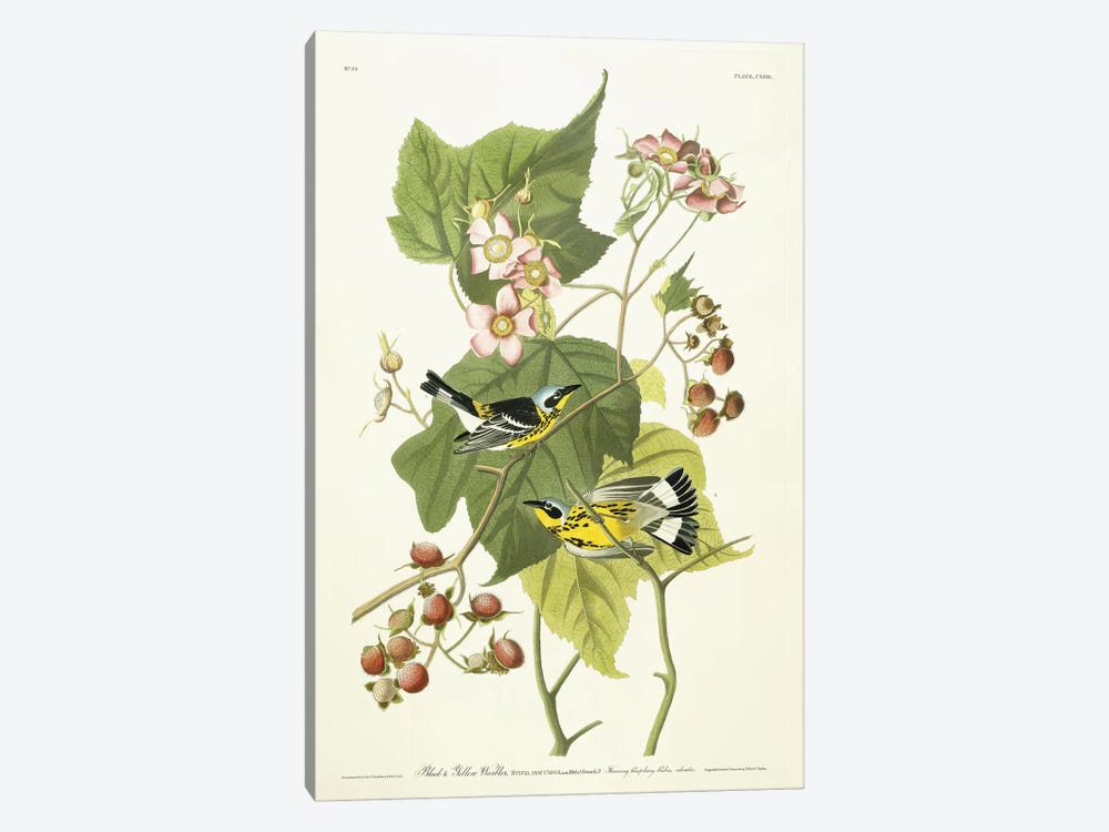Black and Yellow Warbler and Flowering Raspberry, c.1826-1838  by John James Audubon 1-piece Canvas Art Print