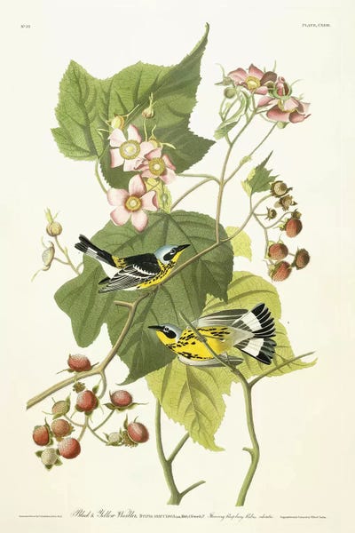 Vintage Animal Illustrations: Black and Yellow Warbler and Flowering Raspberry, c.1826-1838  by John James Audubon