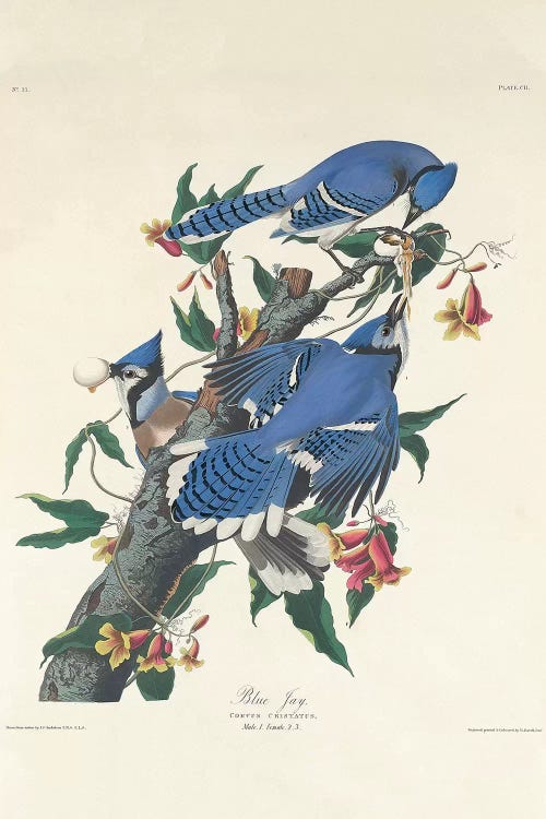 Blue Jay, 1831 