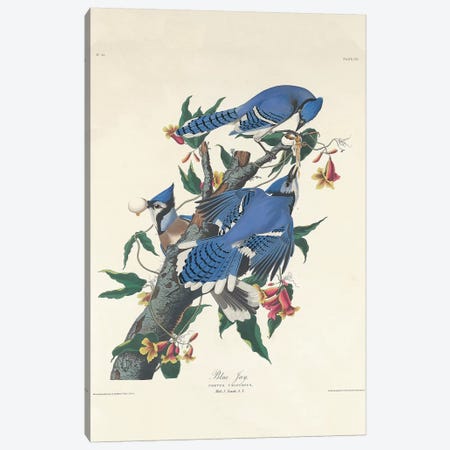 Blue Jay, 1831  Canvas Print #BMN10739} by John James Audubon Canvas Art Print