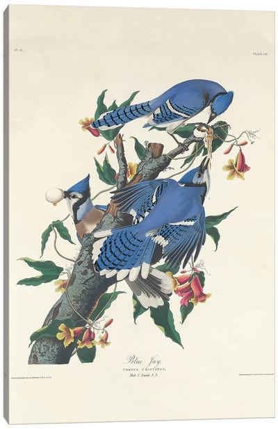 Blue Jay, 1831  Canvas Art Print - Granny Chic