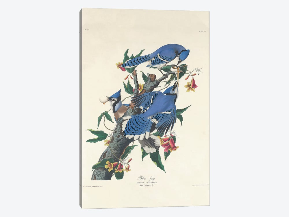Blue Jay, 1831  by John James Audubon 1-piece Art Print
