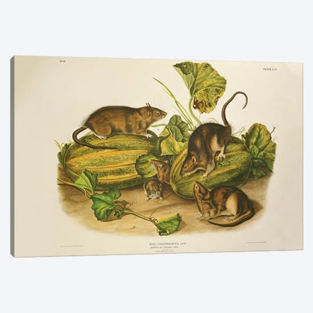 Brown, or Norway Rat, engraved by John T. Bowen  published 1845  Canvas Print #BMN10741} by John James Audubon Canvas Wall Art