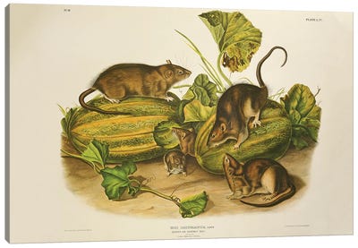 Brown, or Norway Rat, engraved by John T. Bowen  published 1845  Canvas Art Print - John James Audubon