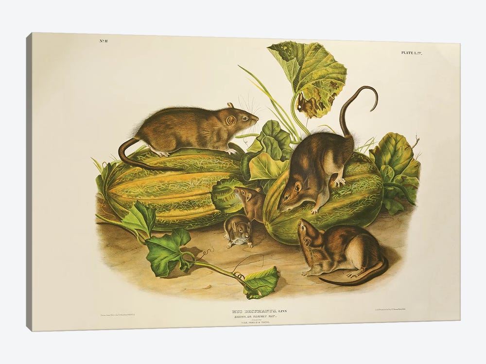 Brown, or Norway Rat, engraved by John T. Bowen  published 1845  by John James Audubon 1-piece Canvas Wall Art