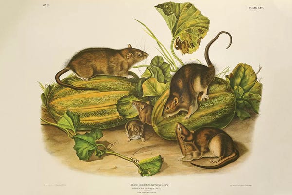Animal Illustrations: Brown, or Norway Rat, engraved by John T. Bowen  published 1845  by John James Audubon