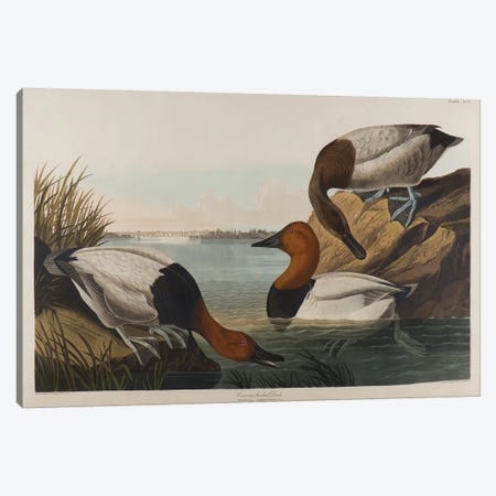 Canvas Backed Duck, 1836  Canvas Print #BMN10743} by John James Audubon Canvas Art
