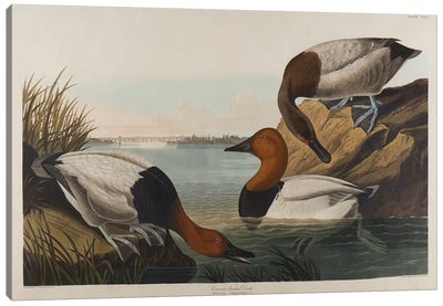 Canvas Backed Duck, 1836  Canvas Art Print - John James Audubon