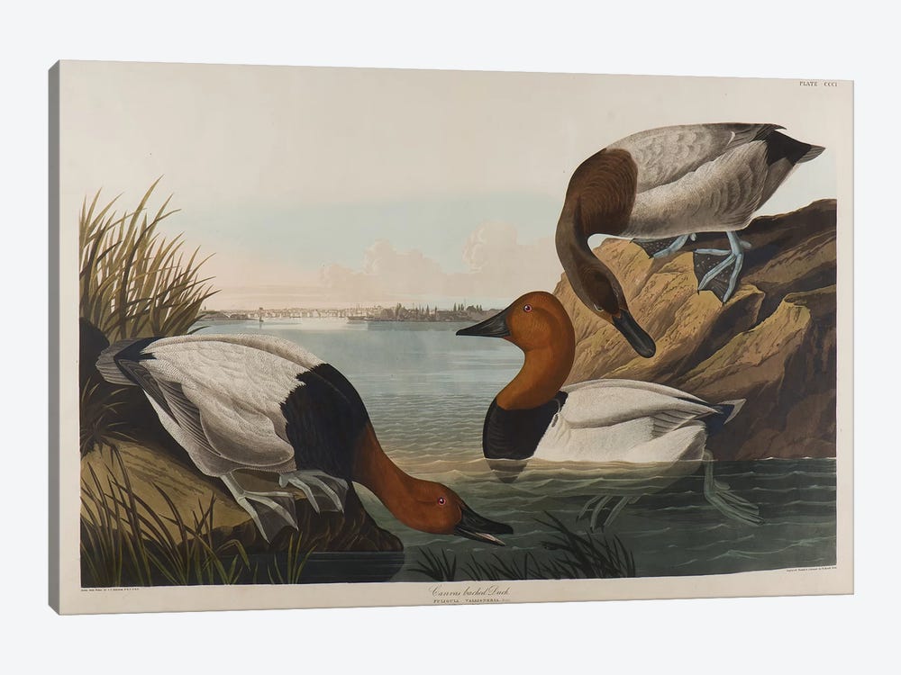 Canvas Backed Duck, 1836  by John James Audubon 1-piece Canvas Artwork