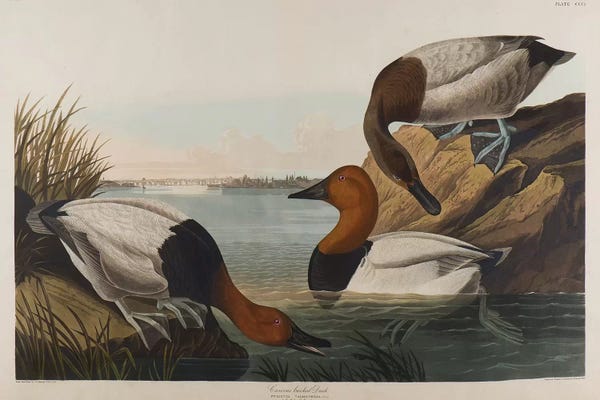 Vintage Animal Illustrations: Canvas Backed Duck, 1836  by John James Audubon