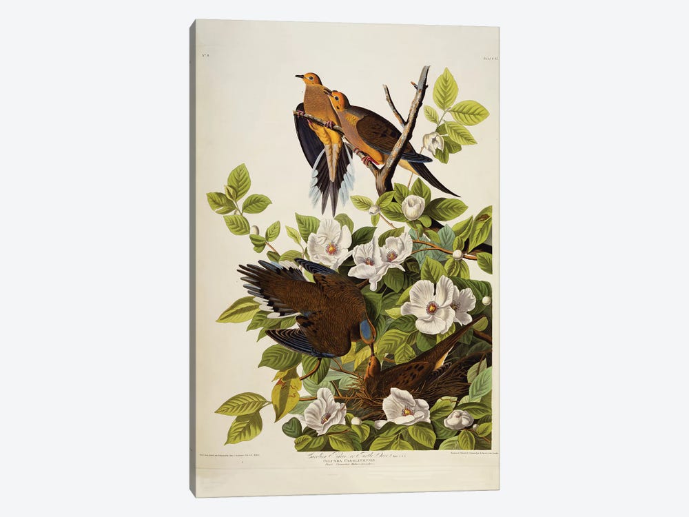 Carolina Turtledove. Mourning Dove,  plate XVII from 'The Birds of America'  by John James Audubon 1-piece Canvas Print