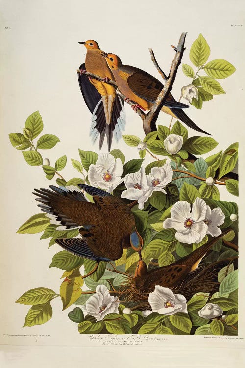 Carolina Turtledove. Mourning Dove,  plate XVII from 'The Birds of America' 