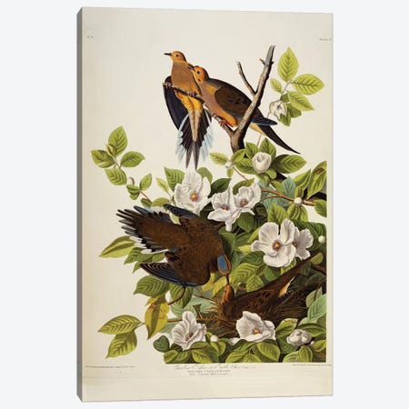 Carolina Turtledove. Mourning Dove,  plate XVII from 'The Birds of America'  Canvas Print #BMN10744} by John James Audubon Canvas Print