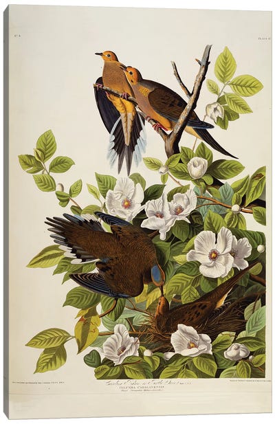 Carolina Turtledove. Mourning Dove,  plate XVII from 'The Birds of America'  Canvas Art Print - John James Audubon