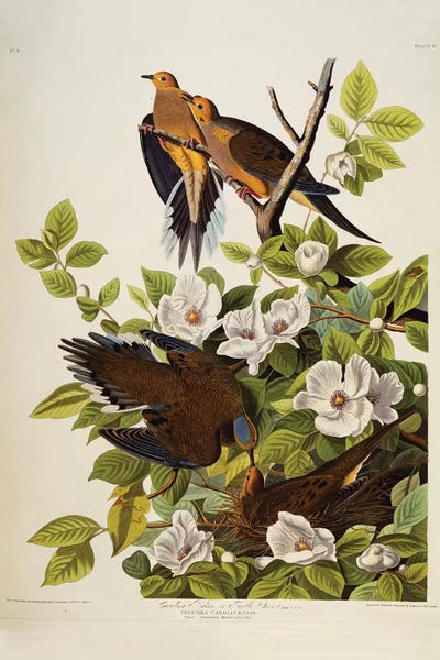 Doves & Pigeons: Carolina Turtledove. Mourning Dove,  plate XVII from 'The Birds of America'  by John James Audubon