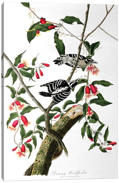Downy Woodpecker, from 'Birds of America', engraved by Robert Havell   Canvas Art Print - Granny Chic