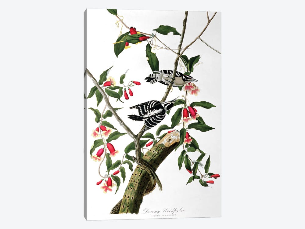 Downy Woodpecker, from 'Birds of America', engraved by Robert Havell   by John James Audubon 1-piece Canvas Art Print