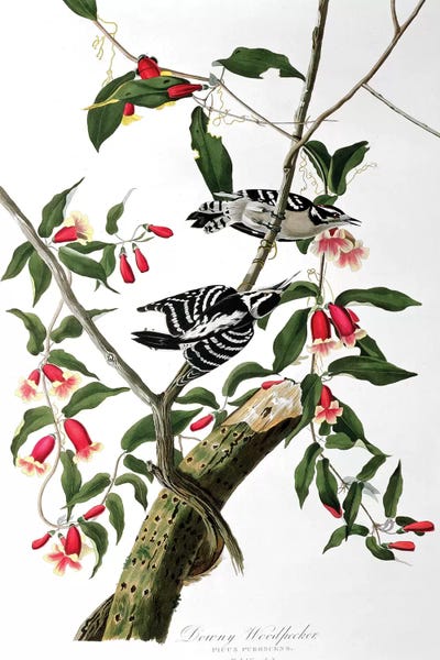 Vintage Animal Illustrations: Downy Woodpecker, from 'Birds of America', engraved by Robert Havell   by John James Audubon