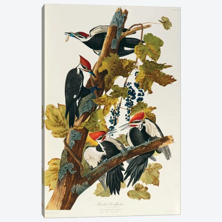 Pileated Woodpecker (Plate 111, Birds Of America) Canvas Print #BMN10750} by John James Audubon Canvas Art Print