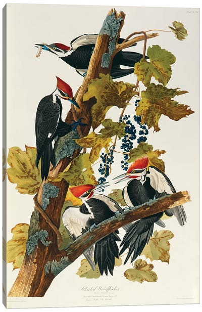 Pileated Woodpecker (Plate 111, Birds Of America) Canvas Art Print - John James Audubon