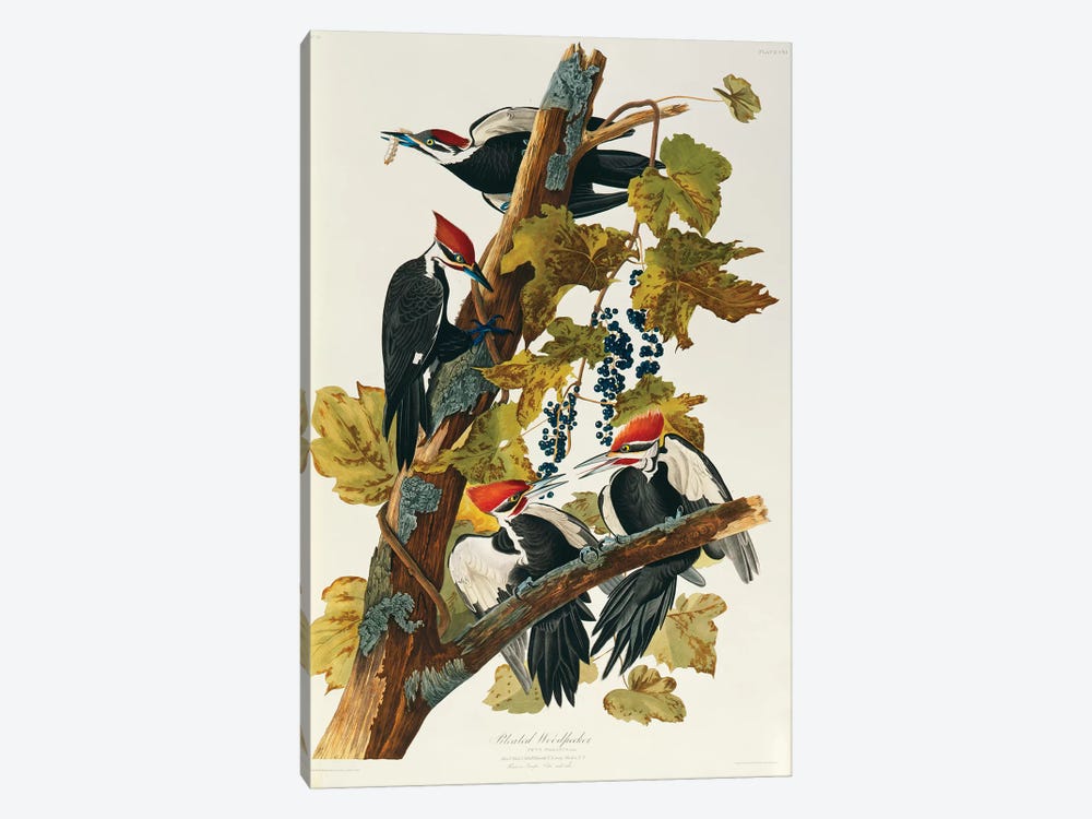 Pileated Woodpecker (Plate 111, Birds Of America) by John James Audubon 1-piece Canvas Art