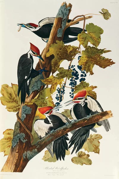 Vintage Animal Illustrations: Pileated Woodpecker (Plate 111, Birds Of America) by John James Audubon