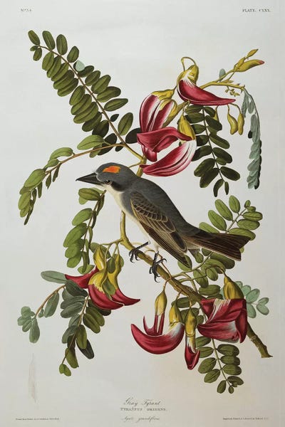 Gray Tyrant. Gray Kingbird  from 'The Birds of America'  by John James Audubon framed wall art
