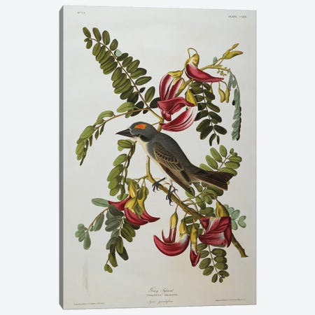 Gray Tyrant. Gray Kingbird  from 'The Birds of America'  Canvas Print #BMN10753} by John James Audubon Canvas Print