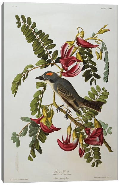 Gray Tyrant. Gray Kingbird  from 'The Birds of America'  Canvas Art Print - Animal Illustrations