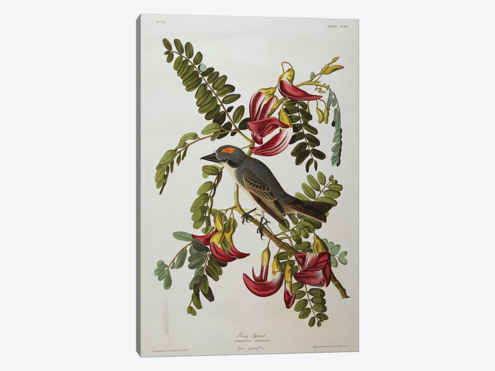 Gray Tyrant. Gray Kingbird  from 'The Birds of America'  1-piece Canvas Print
