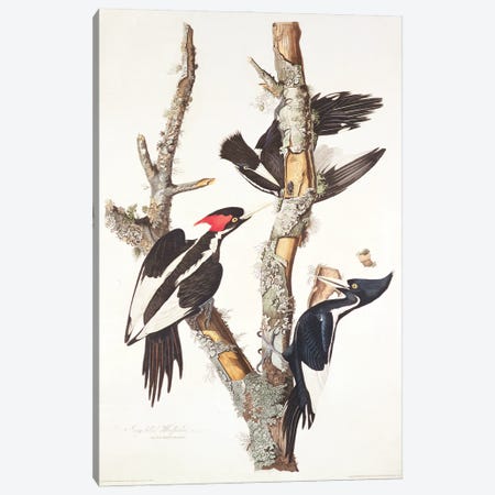 Ivory-billed Woodpecker, 1829,  Canvas Print #BMN10756} by John James Audubon Canvas Art