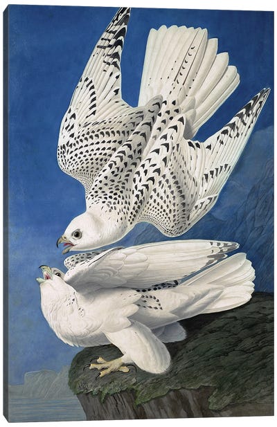Jer or Iceland Falcon, Falco Islandicus, , from "The Birds of America" by John J. Audubon, pub. 1827-38  Canvas Art Print - Falcons