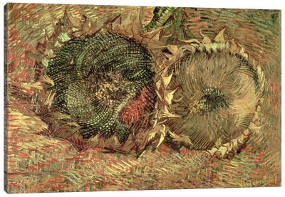 Two Cut Sunflowers, 1887  Canvas Art Print - Vincent van Gogh