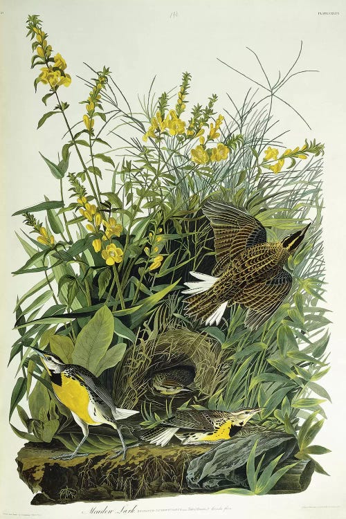 Meadow Lark, 1832 